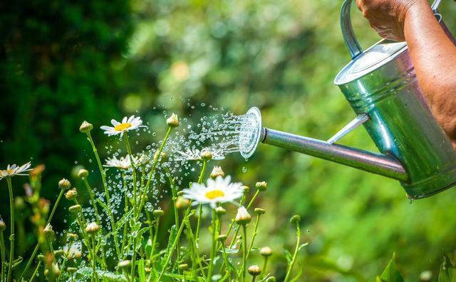 这3种“耐旱花”，别乱浇水，浇水越少开花越艳，长得越旺盛！