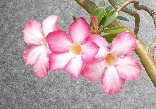 这3种“耐旱花”，别乱浇水，浇水越少开花越艳，长得越旺盛！