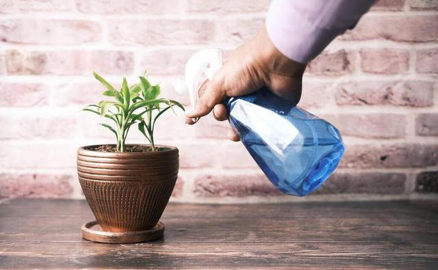 这3种“耐旱花”，别乱浇水，浇水越少开花越艳，长得越旺盛！