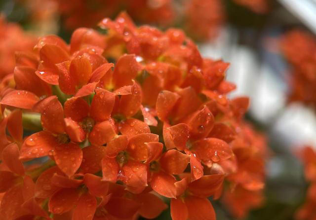 这3种“耐旱花”，别乱浇水，浇水越少开花越艳，长得越旺盛！