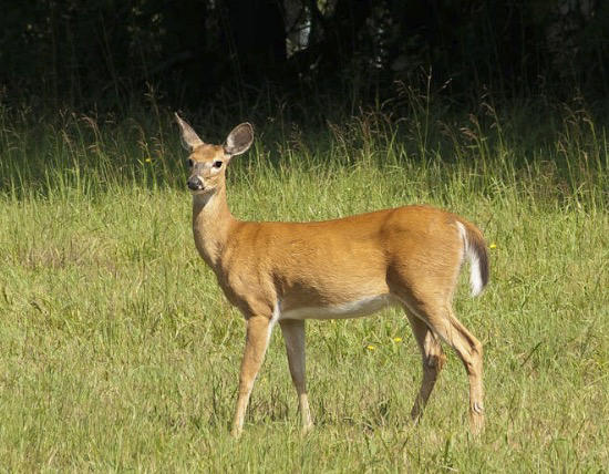 又涨知识了！关于鹿的这些冷知识，你知道多少？
