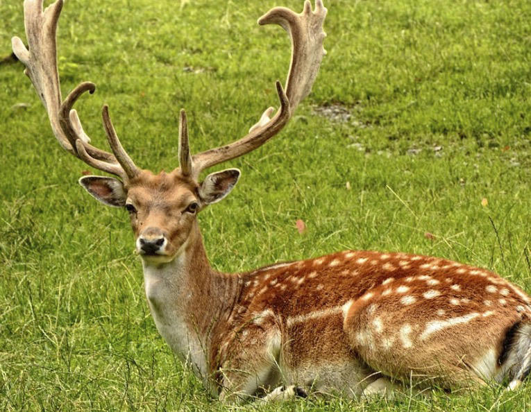 又涨知识了！关于鹿的这些冷知识，你知道多少？