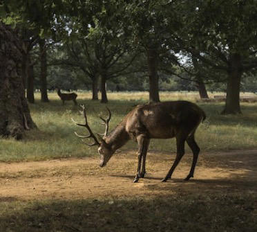 又涨知识了！关于鹿的这些冷知识，你知道多少？