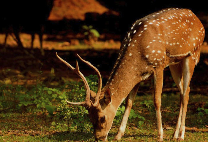 又涨知识了！关于鹿的这些冷知识，你知道多少？