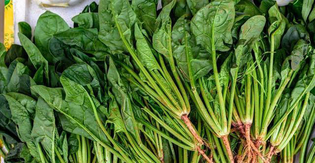 春季买菠菜，一定分清“尖叶”和“圆叶”，区别很大，看后涨知识