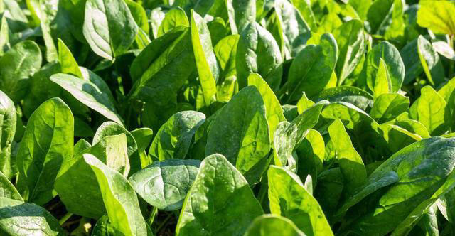 春季买菠菜，一定分清“尖叶”和“圆叶”，区别很大，看后涨知识