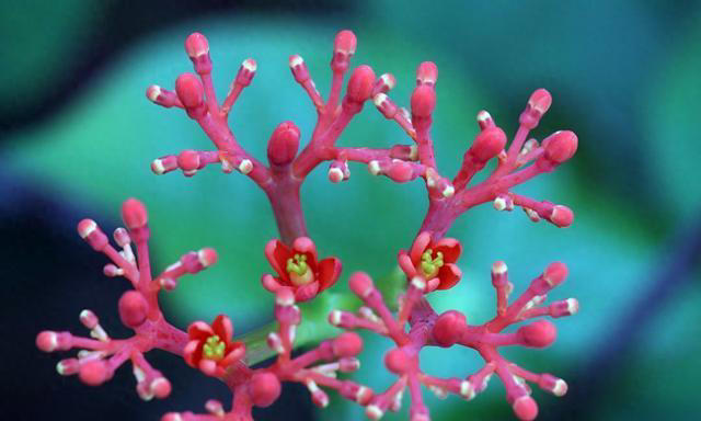 有趣漂亮的花卉共10种，每一种的花朵都值得人们欣赏！