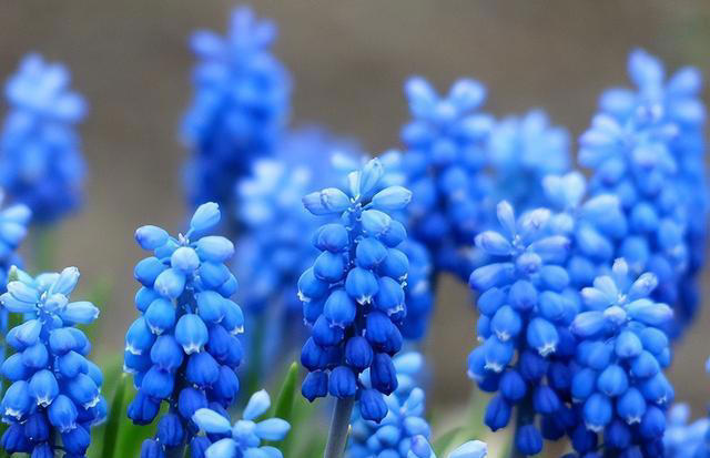 有趣漂亮的花卉共10种，每一种的花朵都值得人们欣赏！