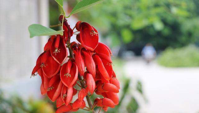 有趣漂亮的花卉共10种，每一种的花朵都值得人们欣赏！