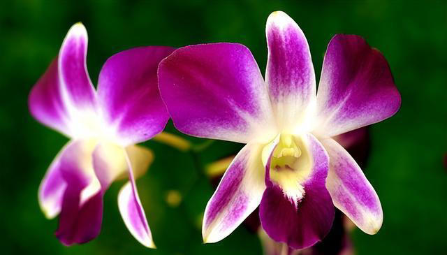 有趣漂亮的花卉共10种，每一种的花朵都值得人们欣赏！