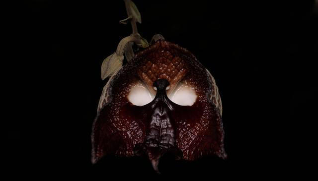 有趣漂亮的花卉共10种，每一种的花朵都值得人们欣赏！