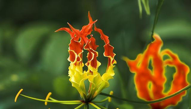 有趣漂亮的花卉共10种，每一种的花朵都值得人们欣赏！