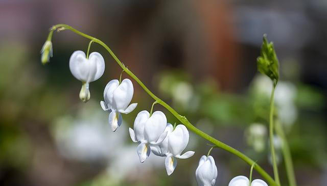 有趣漂亮的花卉共10种，每一种的花朵都值得人们欣赏！