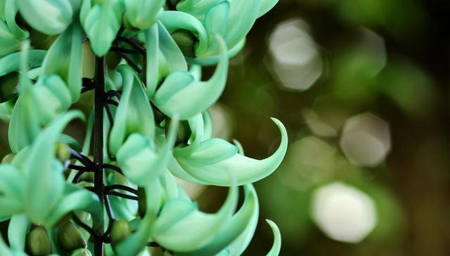 有趣漂亮的花卉共10种，每一种的花朵都值得人们欣赏！