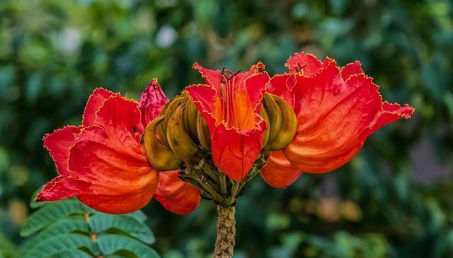 有趣漂亮的花卉共10种，每一种的花朵都值得人们欣赏！