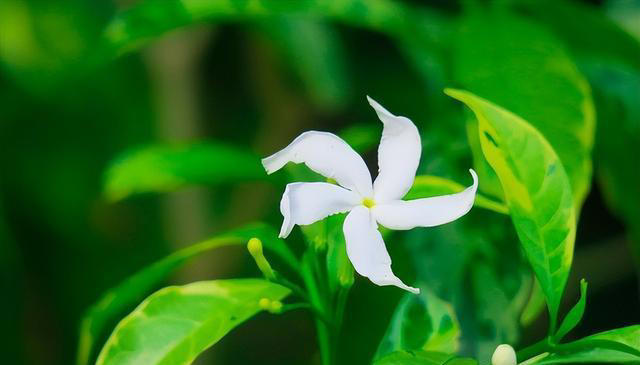 有趣漂亮的花卉共10种，每一种的花朵都值得人们欣赏！