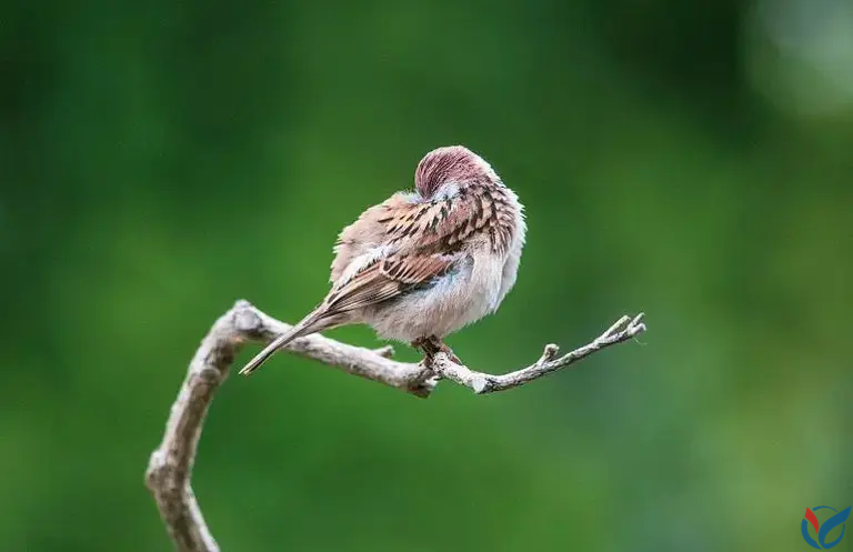 鸟为什么宁愿站着、蹲着睡觉，也不愿意躺着睡?