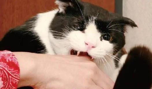 猫咪“轻咬”你，不是没事找事，而是有这7个含义