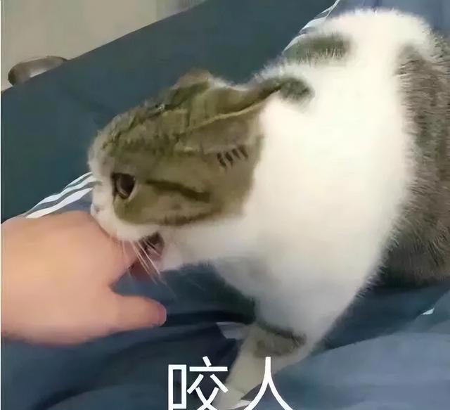 猫咪“轻咬”你，不是没事找事，而是有这7个含义