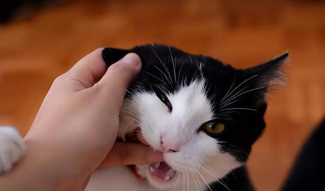 猫咪“轻咬”你，不是没事找事，而是有这7个含义