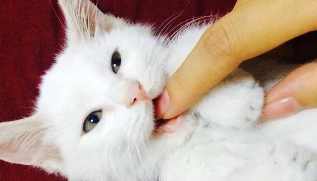 猫咪“轻咬”你，不是没事找事，而是有这7个含义