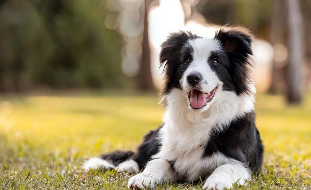 全球公认的10种最聪明的狗子，里面有你喜欢的吗？