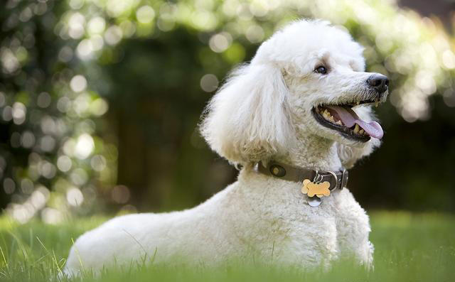 全球公认的10种最聪明的狗子，里面有你喜欢的吗？