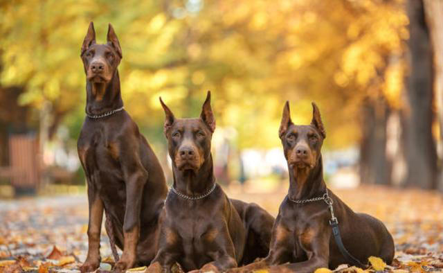 全球公认的10种最聪明的狗子，里面有你喜欢的吗？