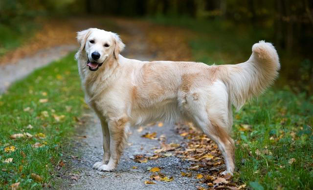 全球公认的10种最聪明的狗子，里面有你喜欢的吗？