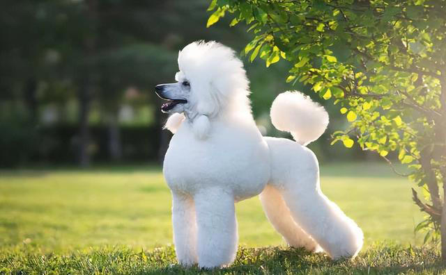 全球公认的10种最聪明的狗子，里面有你喜欢的吗？