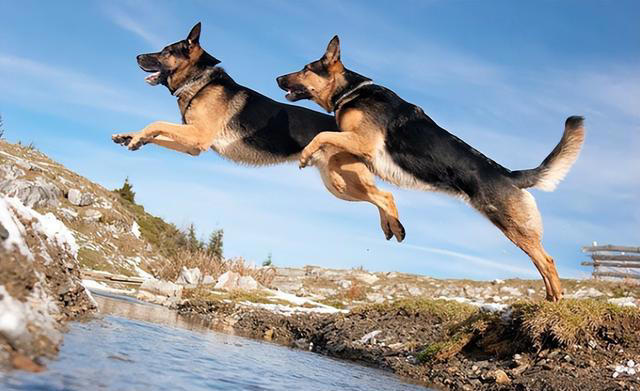 全球公认的10种最聪明的狗子，里面有你喜欢的吗?