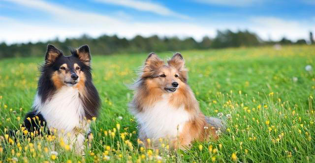 全球公认的10种最聪明的狗子，里面有你喜欢的吗？