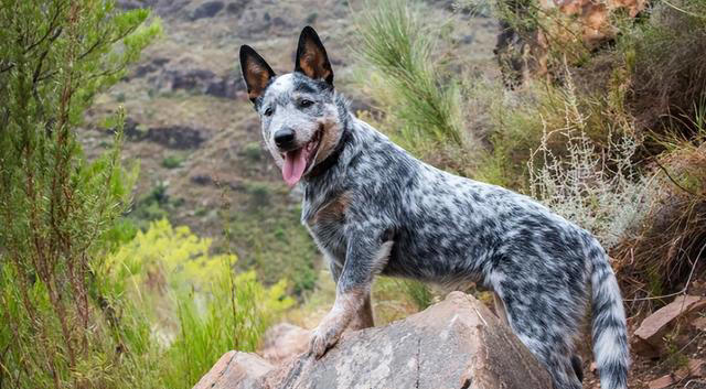 全球公认的10种最聪明的狗子，里面有你喜欢的吗？