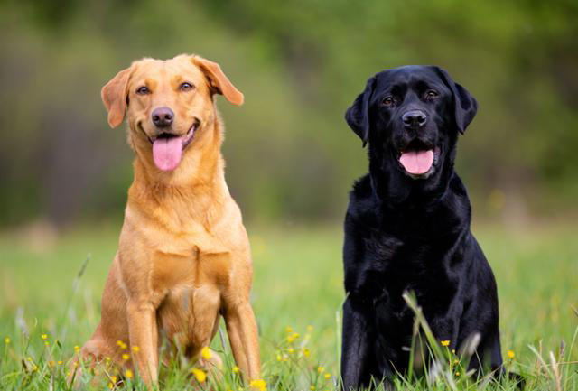 全球公认的10种最聪明的狗子，里面有你喜欢的吗？