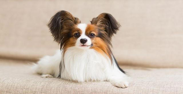 全球公认的10种最聪明的狗子，里面有你喜欢的吗？