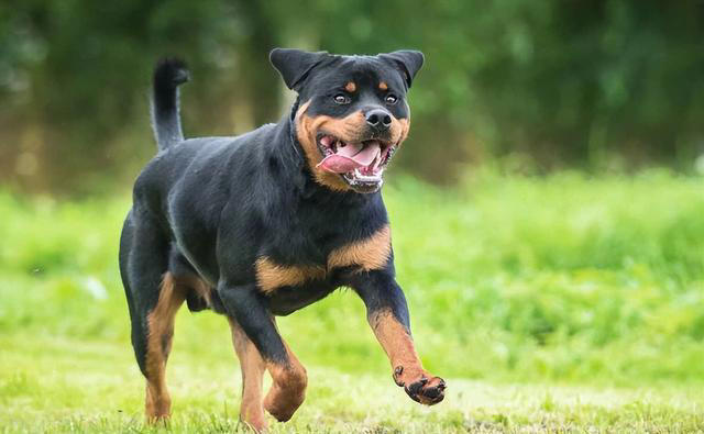 全球公认的10种最聪明的狗子，里面有你喜欢的吗？