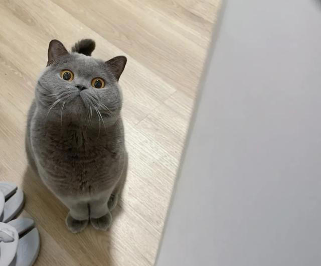 恭喜！猫咪有这些表现，说明你被它“认证”成超棒主人