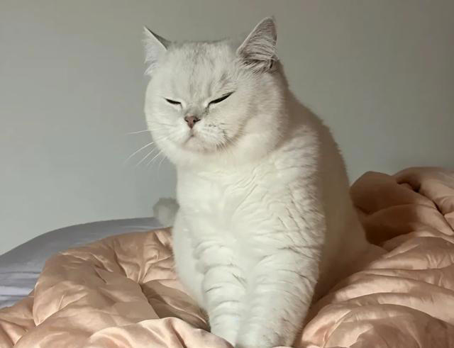 恭喜！猫咪有这些表现，说明你被它“认证”成超棒主人