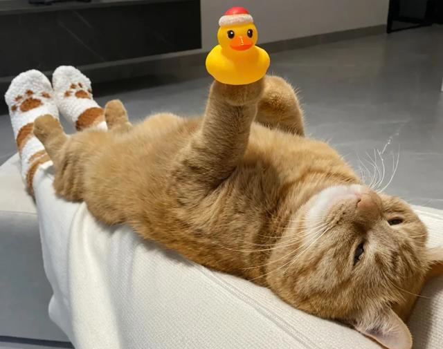 恭喜！猫咪有这些表现，说明你被它“认证”成超棒主人