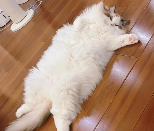 恭喜!猫咪有这些表现，说明你被它“认证”成超棒主人