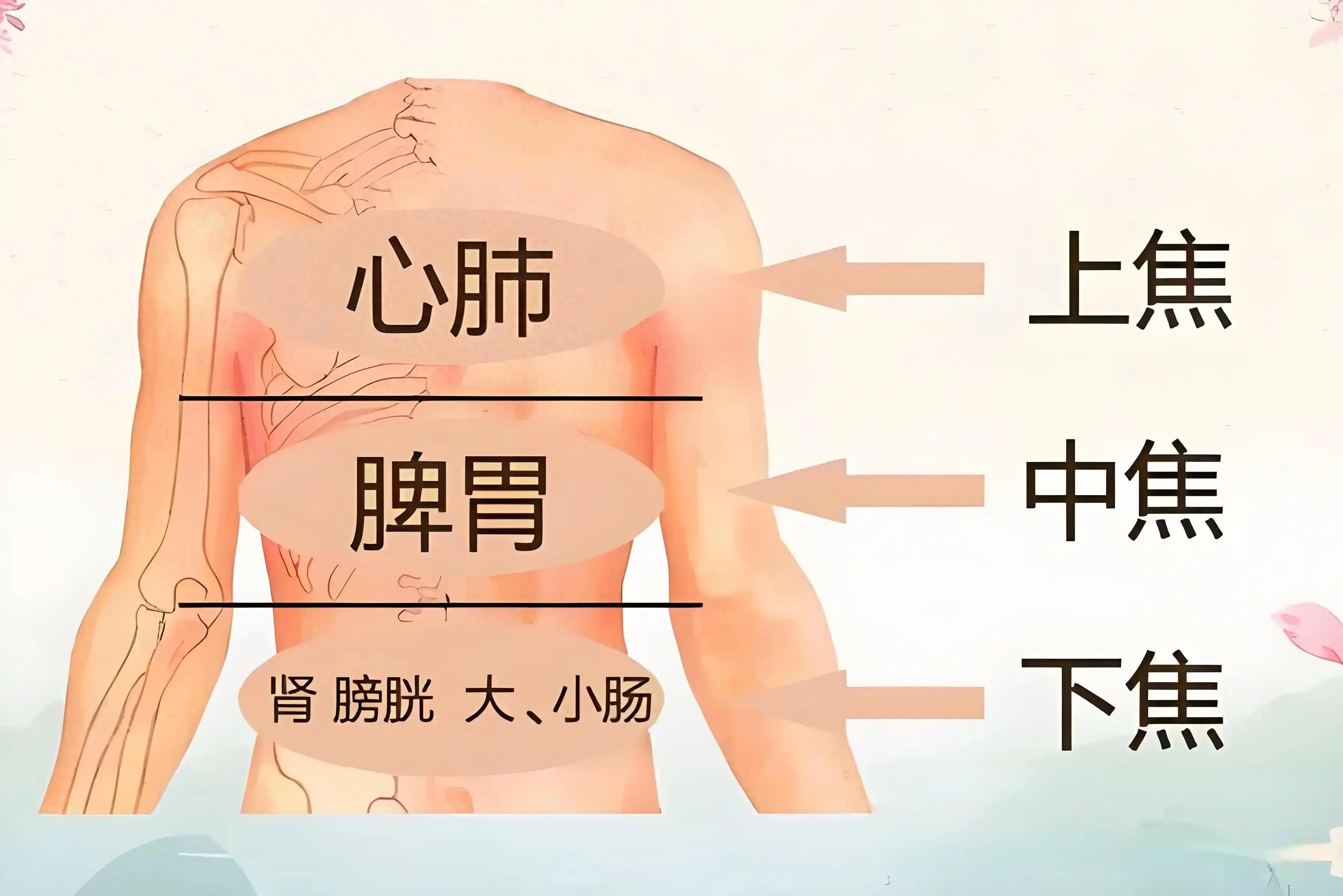 中医里的“三焦”：上中下一堵，身体就出小毛病，对症调理更省心