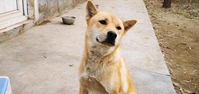 这五种“土狗”你一定都见过！第五种狗有钱也难买