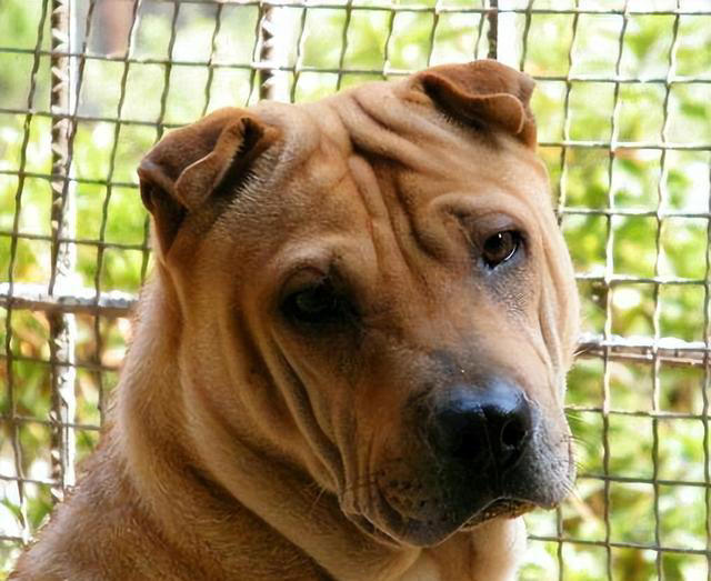 这五种“土狗”你一定都见过！第五种狗有钱也难买