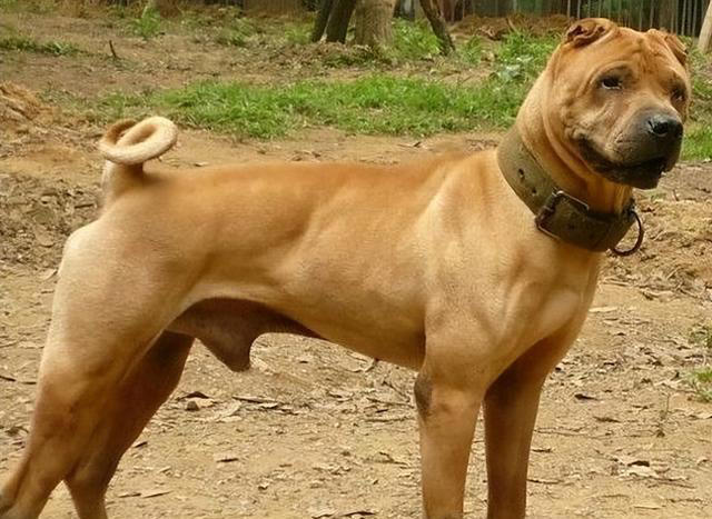 这五种“土狗”你一定都见过！第五种狗有钱也难买