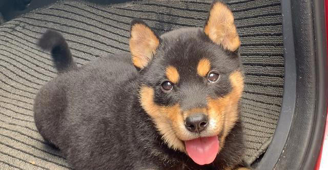 这五种“土狗”你一定都见过！第五种狗有钱也难买