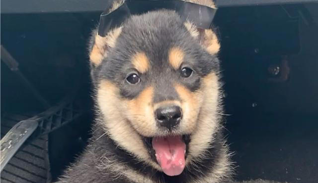 这五种“土狗”你一定都见过！第五种狗有钱也难买