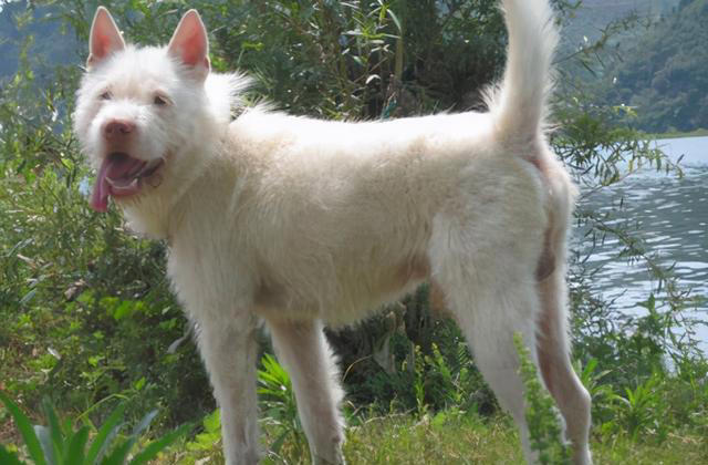 这五种“土狗”你一定都见过！第五种狗有钱也难买