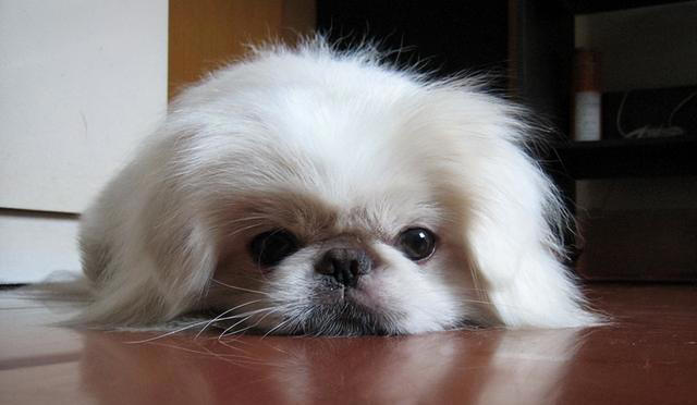 这五种“土狗”你一定都见过！第五种狗有钱也难买