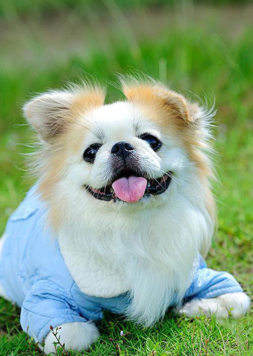 这五种“土狗”你一定都见过！第五种狗有钱也难买