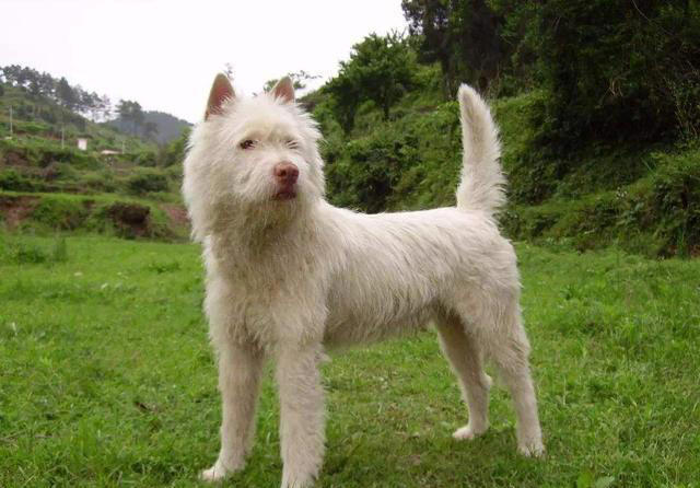 这五种“土狗”你一定都见过！第五种狗有钱也难买